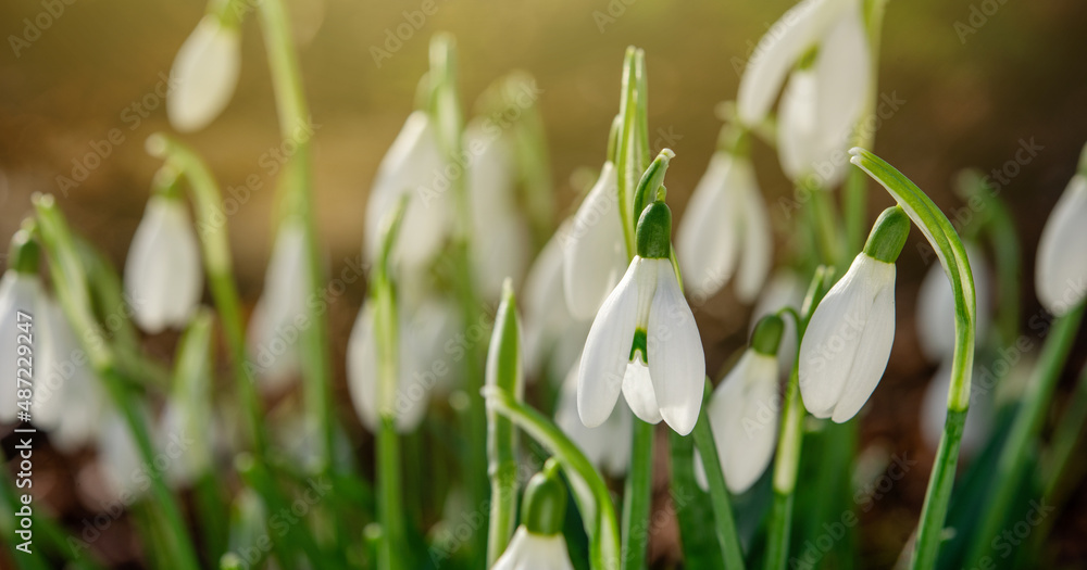 white snowdrops on green grass on a spring  sunny day. Space for text. High quality photo