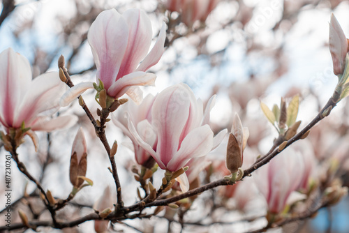 white and pink magnolia flowers on the branch on warm spring sunny day