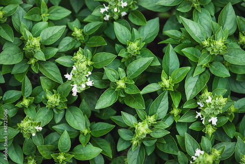 Greek Basil plants flowering in the garden, green basil leaves texture, view from above