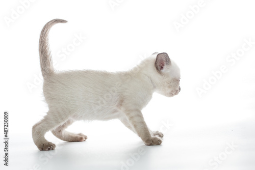 Thai kitten on a white background. Cute baby cat
