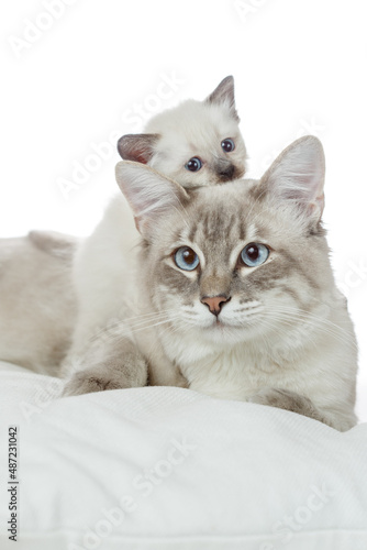 Cat and kitten. Thai cat father and baby kitten.