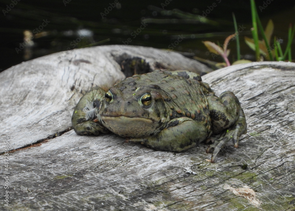 Toad or Marsh Frog watching the frog kingdom Toad or Marsh Frog watching the frog kingdom