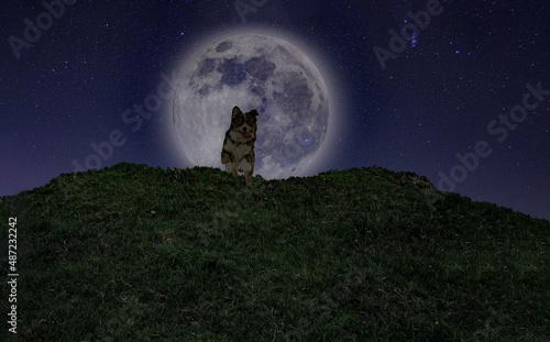 dog under the moon light 