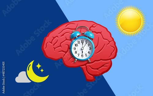 The circadian rhythms are controlled by circadian clocks or biological clock, brain illustration photo