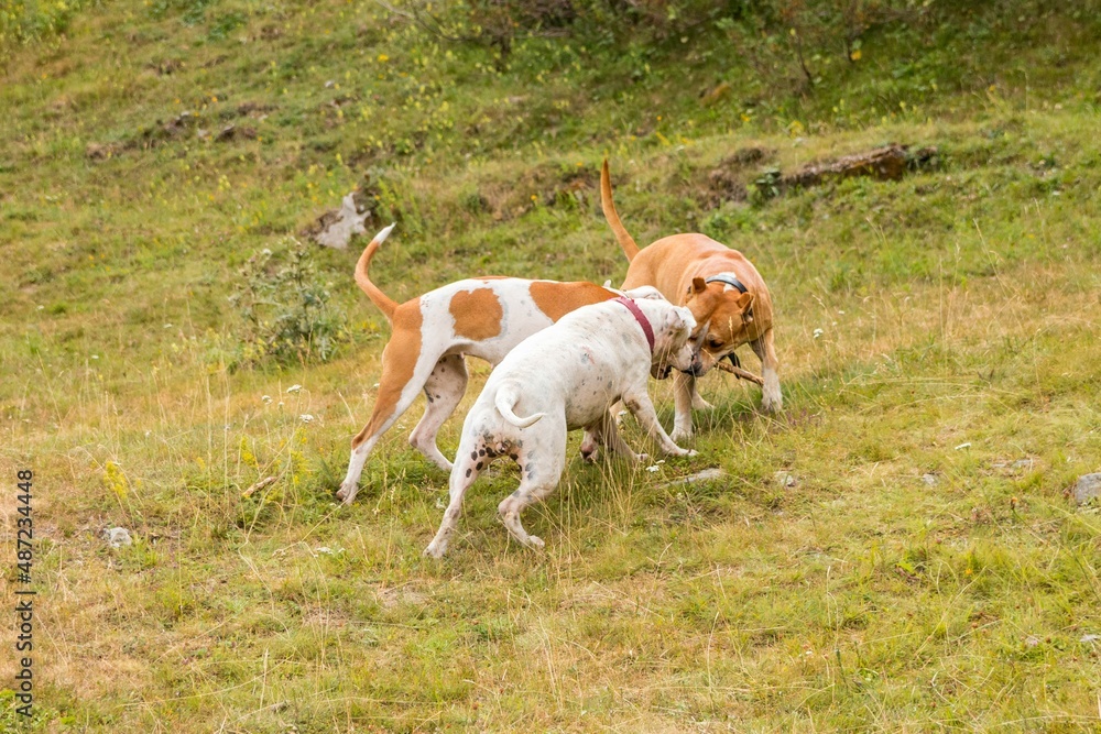 perros american stanford jugando en el campo con un palo