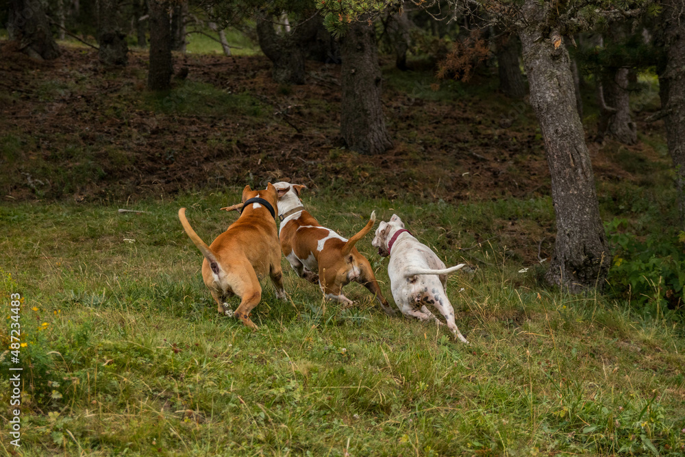 perros american stanford jugando en el campo con un palo perros american stanford jugando en el campo con un palo