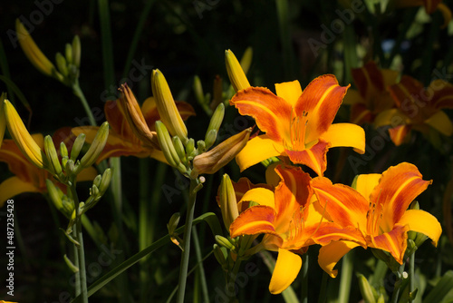 Bright two-color flowers of the daylily Frans Hals in the sunny morning rays  in the right part of the picture. In the left part  the unopened buds on the peduncles are visible. Hemerocallis Frans Hal