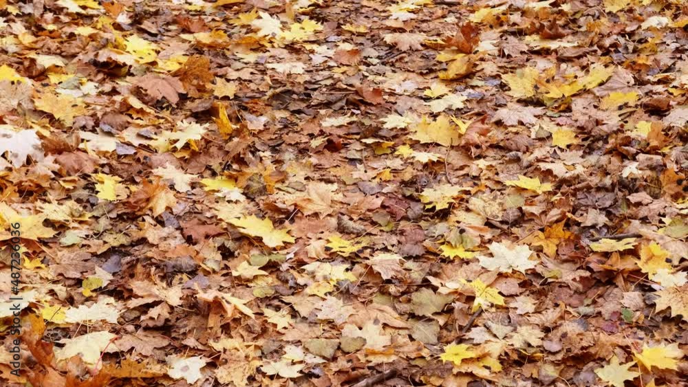 yellow and orange autumn leaves lie on the path yellow and orange autumn leaves lie on the path