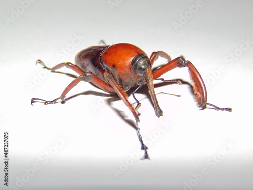 Beetle bug isolated on white background