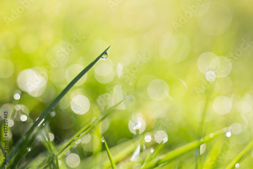 Sunlight illuminates a single blade of grass with a single dewdrop with beautiful soft focus and bokeh in the background 