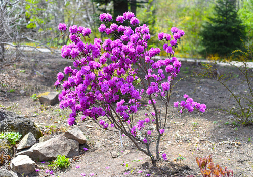 Rhododendron mucronulatum growing in Far East of Russia in spring