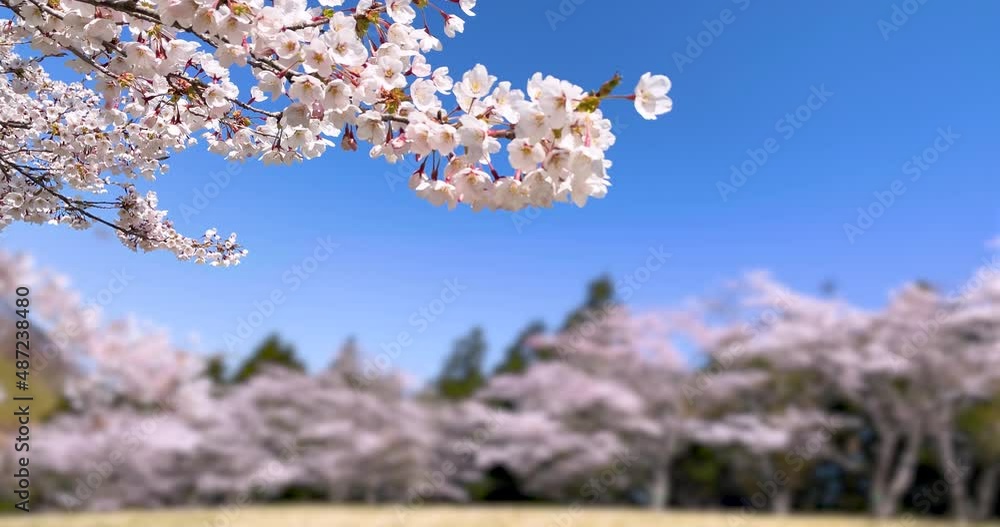 Background image of cherry blossoms in full bloom and blue sky in spring Background image of cherry blossoms in full bloom and blue sky in spring