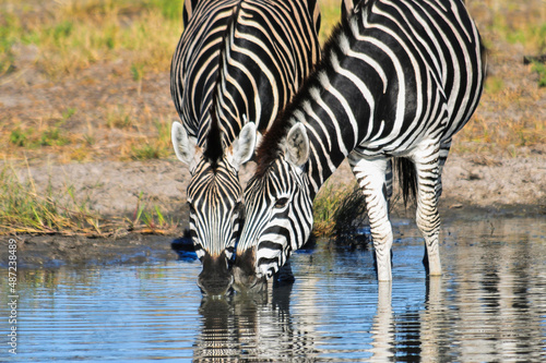 Two black and white African zebras in African bush drinking water.  Okavango  Botswana  Africa safari wildlife and wilderness. Water.