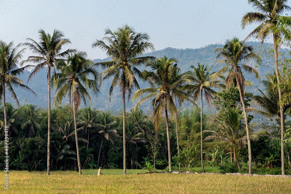 Fototapeta premium Rice paddy with coconut trees