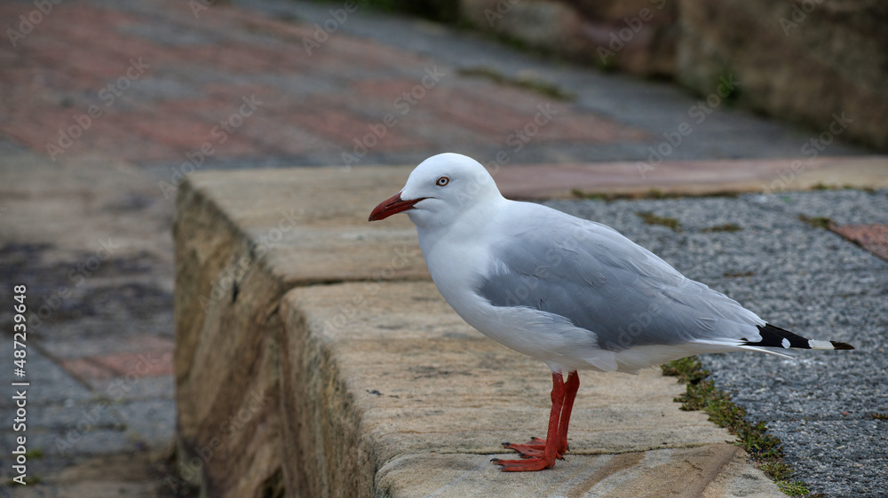 Seagull Standing on Concrete Block Looking to Scavenge Food Seagull Standing on Concrete Block Looking to Scavenge Food