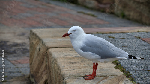 Valokuva Seagull Standing on Concrete Block Looking to Scavenge Food