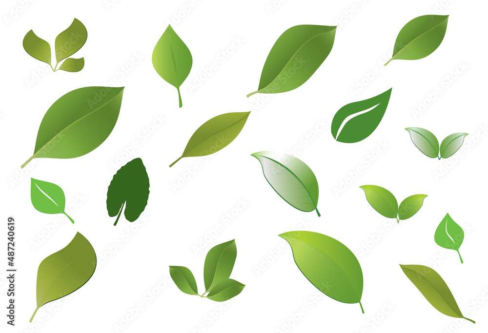 leaves in green shades on white background leaves in green shades on white background