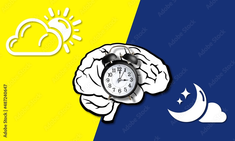 The circadian rhythms are controlled by circadian clocks or biological