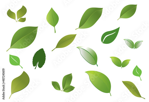 leaves in green shades on white background