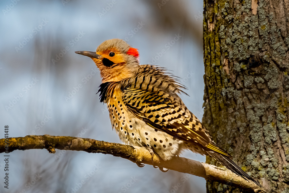 Yellow-shafted Northern Flicker Woodpecker (Colaptes auratus) perched on a tree branch