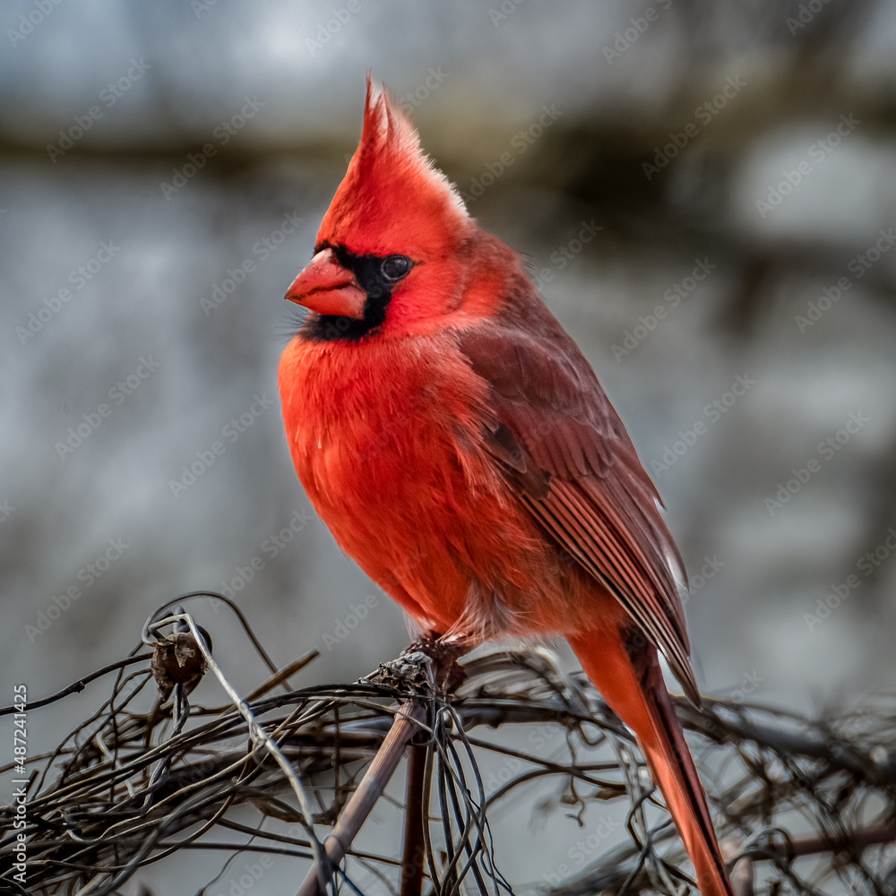 Northern Cardinal (Cardinalis cardinalis) male - perched on a branch