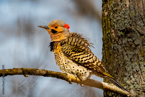 Obraz na płótnie Yellow-shafted Northern Flicker Woodpecker (Colaptes auratus) perched on a tree branch w salonie