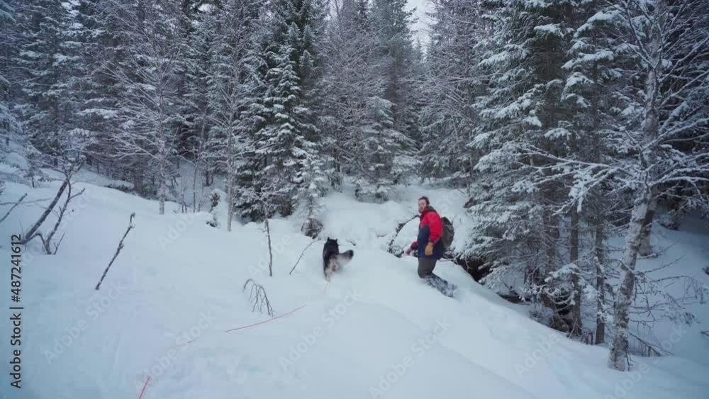 Husky And Hiker Walking Through Thick Snow In The Forest - wide shot Husky And Hiker Walking Through Thick Snow In The Forest - wide shot