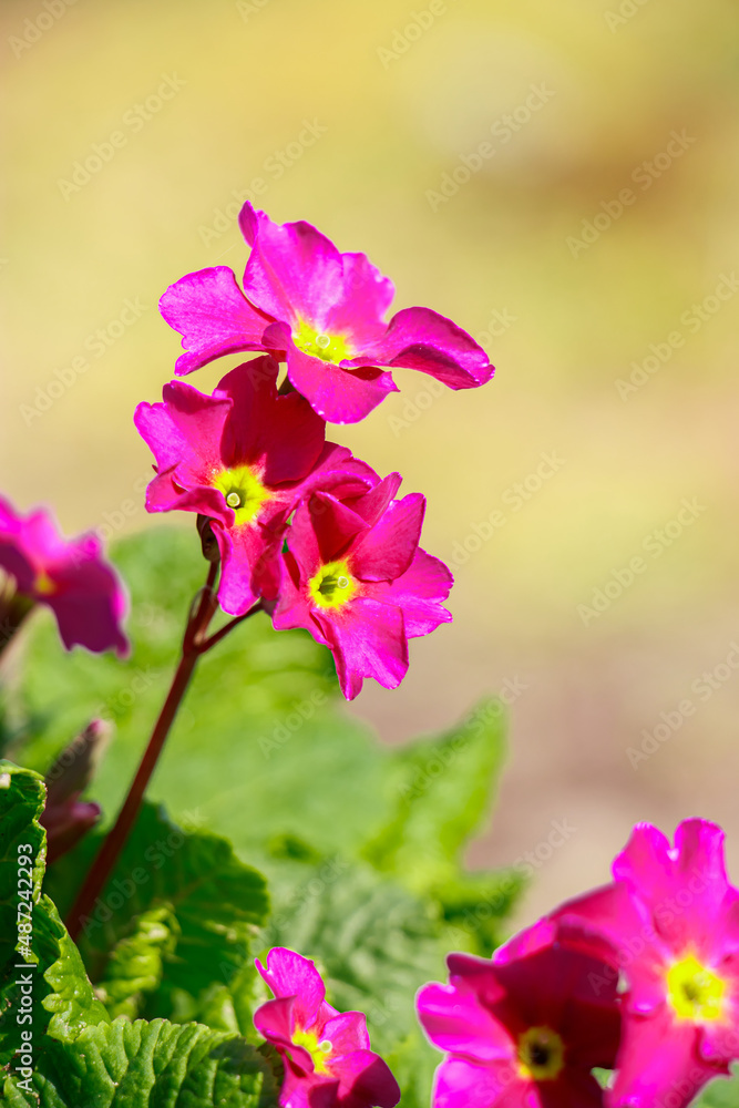 Purple primrose flowers close up. First plants in the spring sunshine. Gardening and cultivation. Purple primrose flowers close up. First plants in the spring sunshine. Gardening and cultivation.