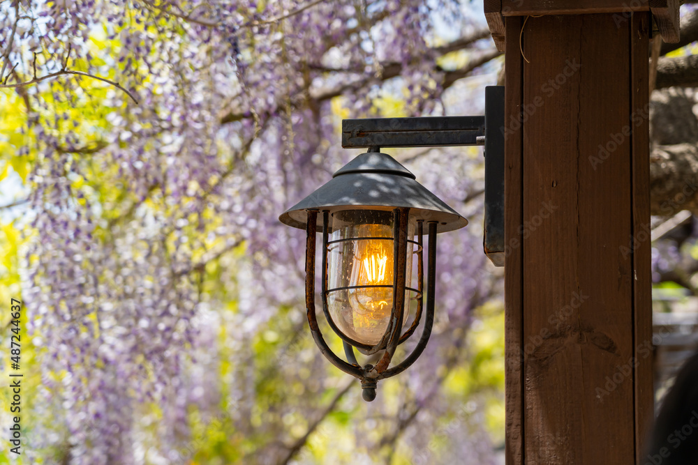 Purple wisteria flowers hanging at the wooden ceiling with vintage oil lamp decorations