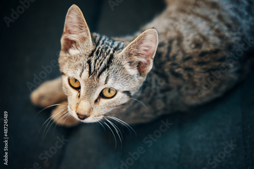 Flat lay of striped kitten. Domestic animal look up. Green-eyed cat is lying on couch. Curious pet close-up. © Konstantin Savusia