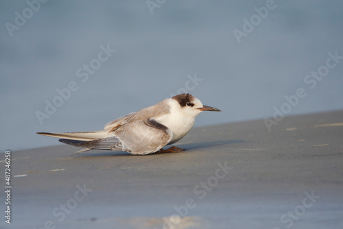 Common Tern  Sterna hirundo  on the ground  seen in a India. 