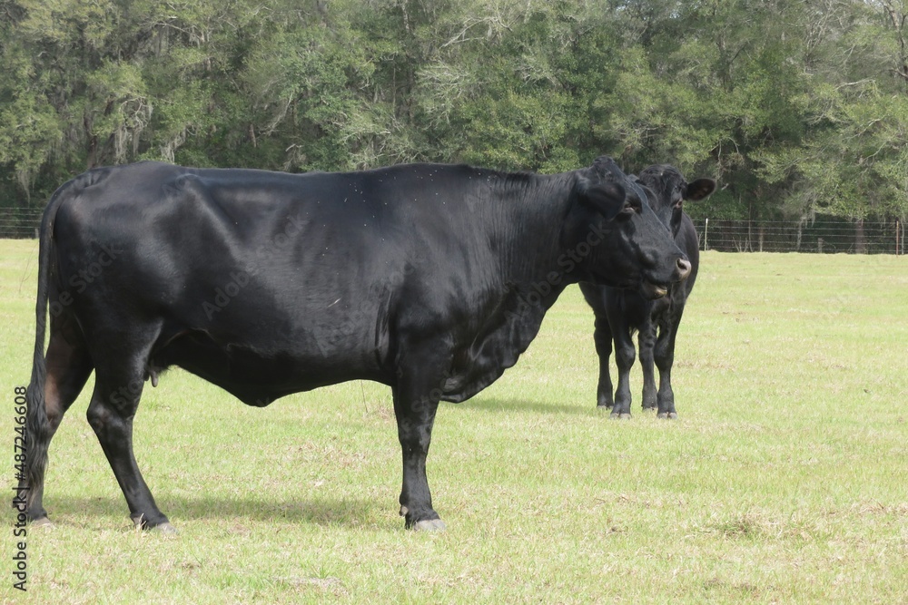 Black cows in the field on Florida farm Black cows in the field on Florida farm
