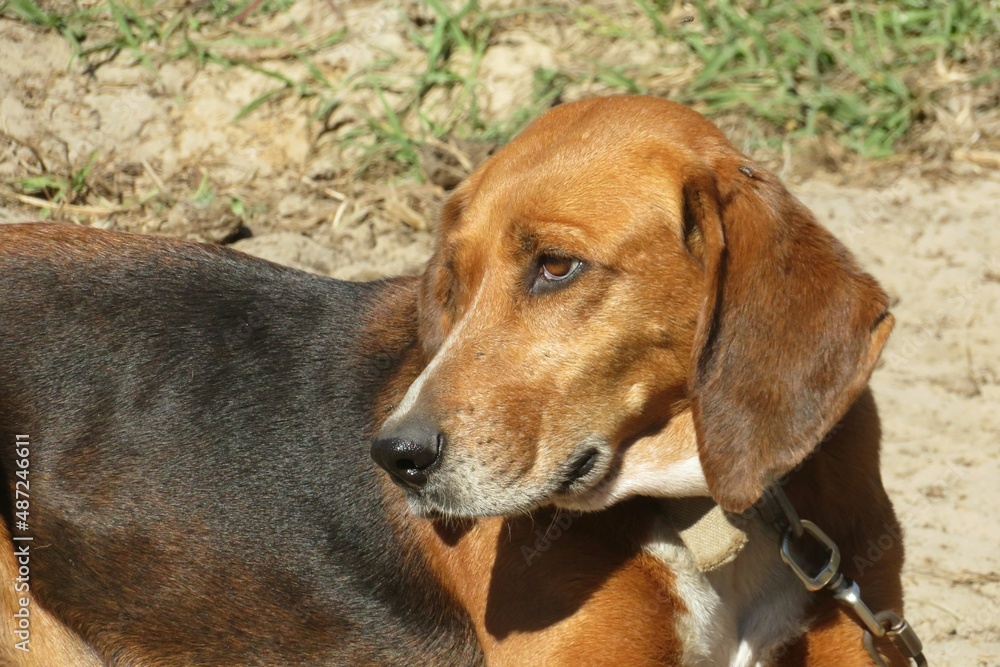 Beagle dog on the yard, closeup