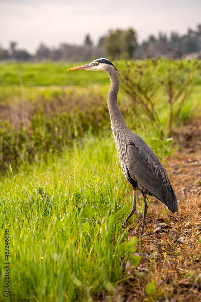 Fototapeta premium Great Blue Heron (Ardea herodias) standing in a meadow. 