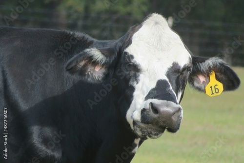 Black cow with white head on Florida farm, closeup