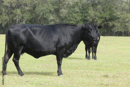 Black cows in the field on Florida farm