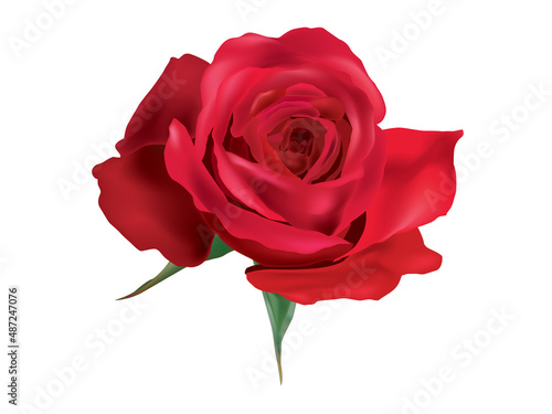Rose isolated on white background illustration graphic vector