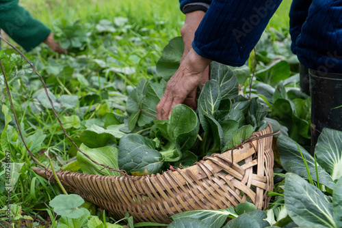 Chinese old people picking vegetables in the fields