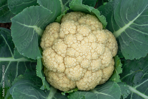 Vegetable cauliflower grown in farmland
