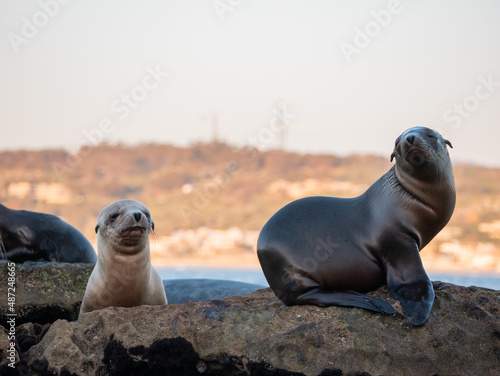 baby seal and baby sea lion on a rock with water and rocks in the background