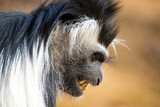 Angry colobus monkey close up portrait with teeth