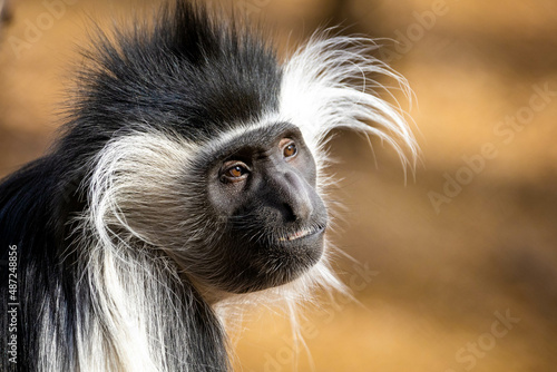 Cute colobus monkey head close up portrait photo