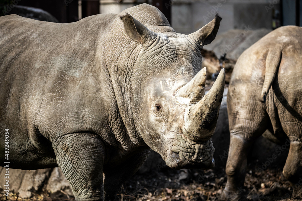 Obraz premium Big white rhino portrait close up with two horns