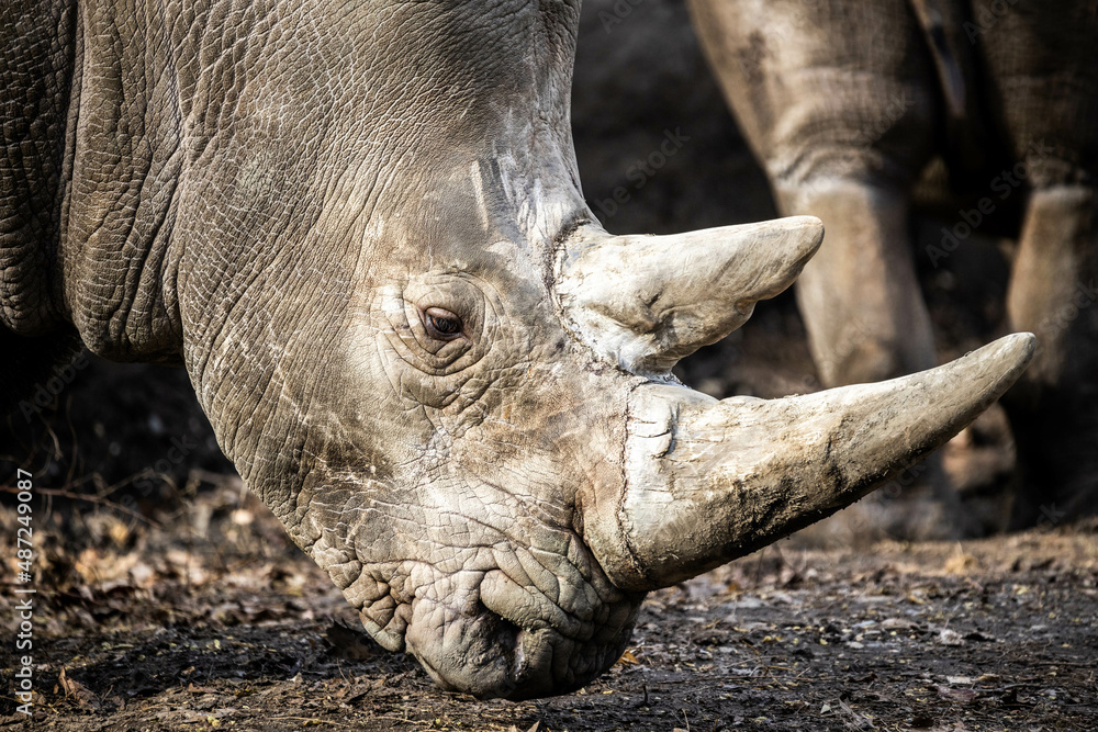 Big white rhino head portrait close up with two horns Big white rhino head portrait close up with two horns