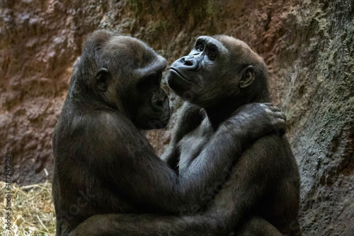 Gorillas cute couple hugging close up portrait © PhotoSpirit