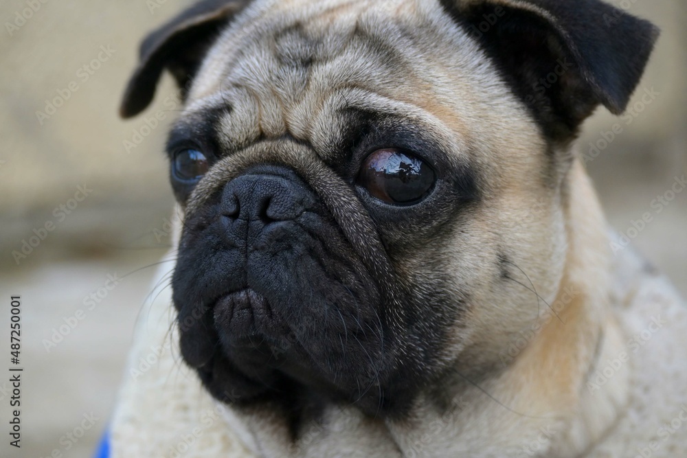 Pug Dog, Portrait of dog face, Adorable pet, Domestic dog
