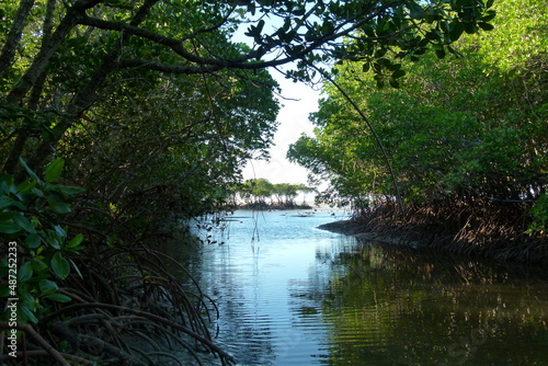 Port Douglas beaches and rainforest  danger sings and mangroves while sunset and sunrises  road trips. towns