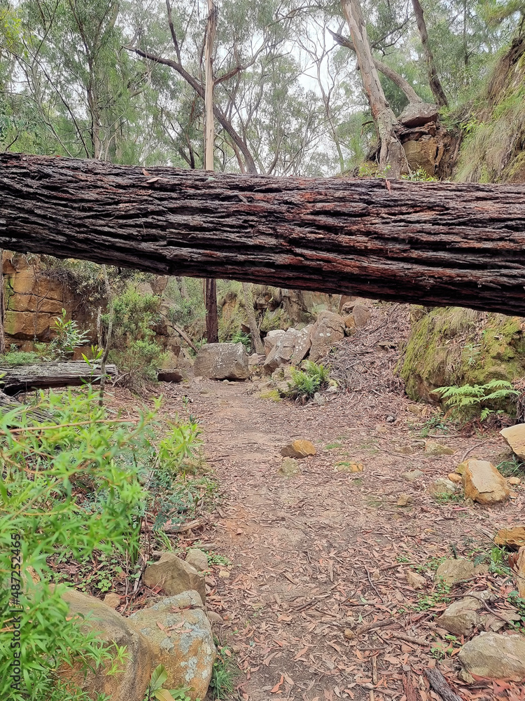 Overgrown and abandoned railway cutting on the Box Vale Walking Track New South Wales Australia with fallen trees on the cutting walls Overgrown and abandoned railway cutting on the Box Vale Walking Track New South Wales Australia with fallen trees on the cutting walls