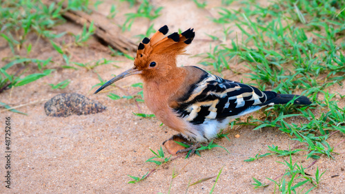 Hoopoe foraging on the ground spotted in Udawalawe national park safari. Beautiful exotic bird close-up photograph. © nilanka