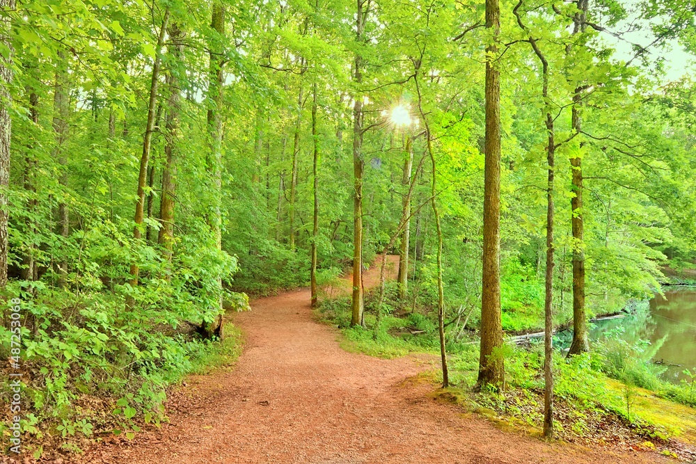 Fototapeta premium path in the woods